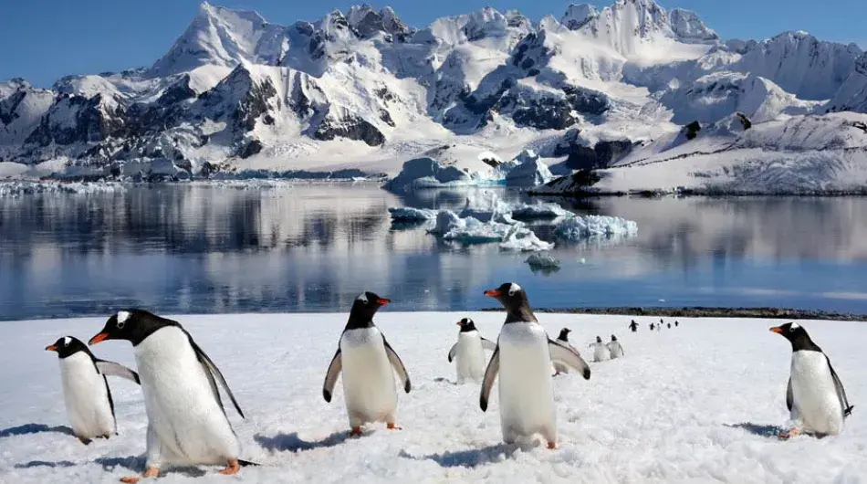 Gentoo-penguins