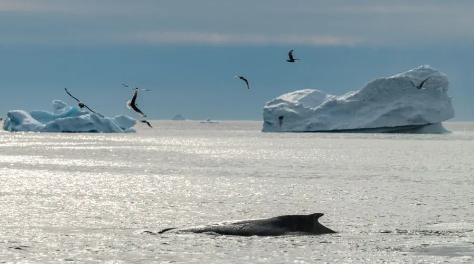 Greenland_Icebergs_Humpback-Whale_Gulls_G