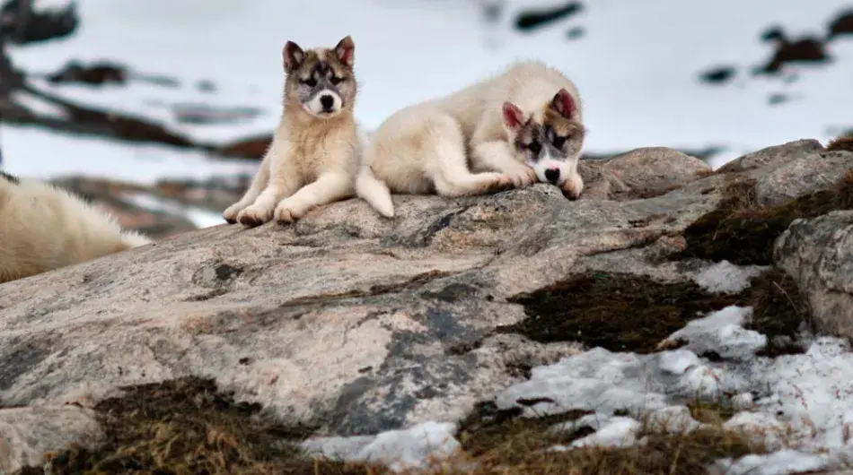 Greenlandic-sled-dog-puppies_Northwest-Greenland-GALLERY