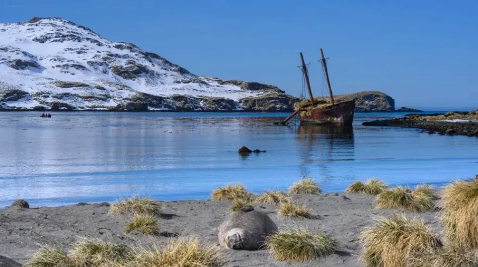 Shipwreck with Elephant Seal in foreground