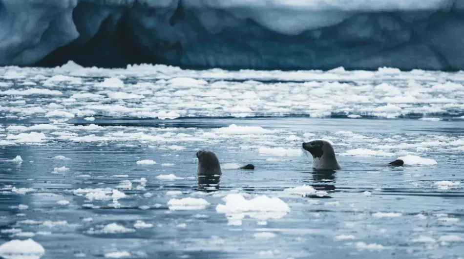Hooded-Seal-in-ice-flow-CA_G_SV