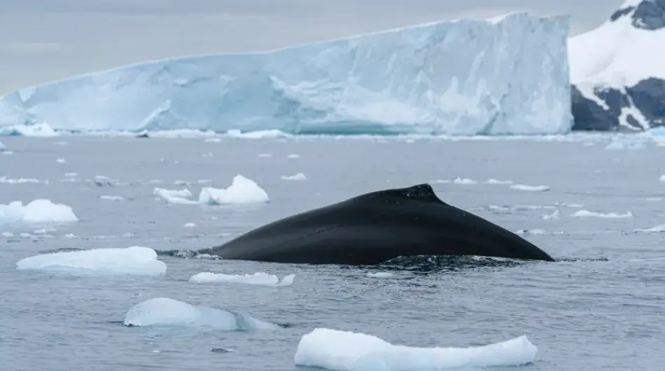 Humpack Whale in Antarctica