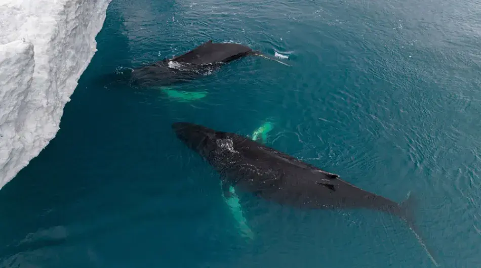 Humpback-Whales-near-iceberg_G_IC_SV_CA