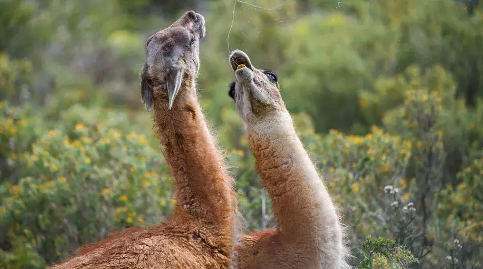 Cerro Guido Guanaco