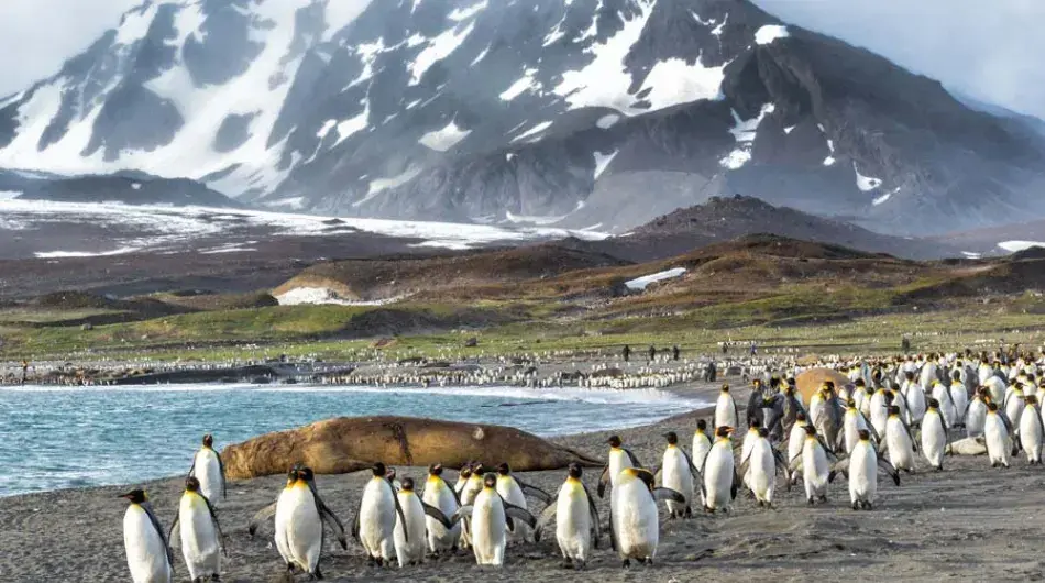 King Penguins and Elephant Seals