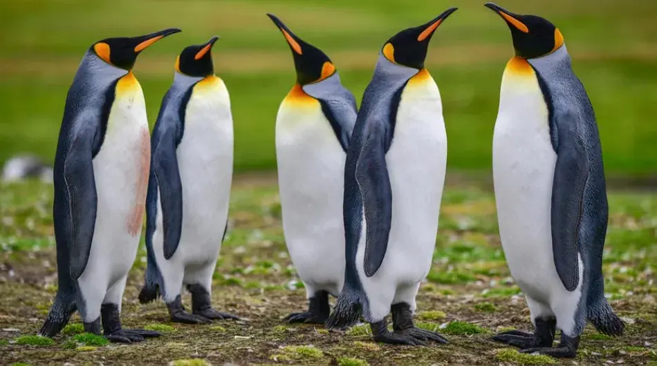 King Penguins at Volunteer Point