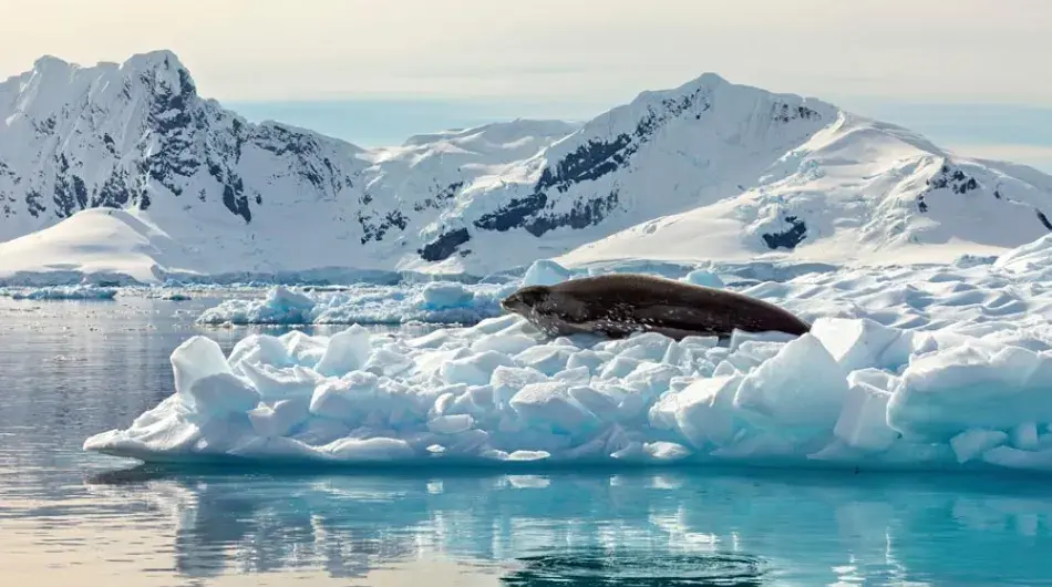 Leopard Seal on Iceberg