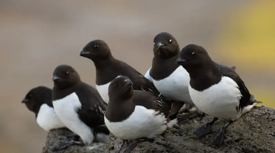 Little Auk in Southern Spitsbergen_SV_G_CA_IC_NWP