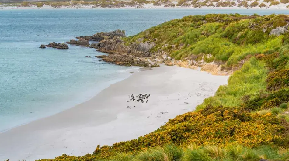 Magellanic Penguin Colony