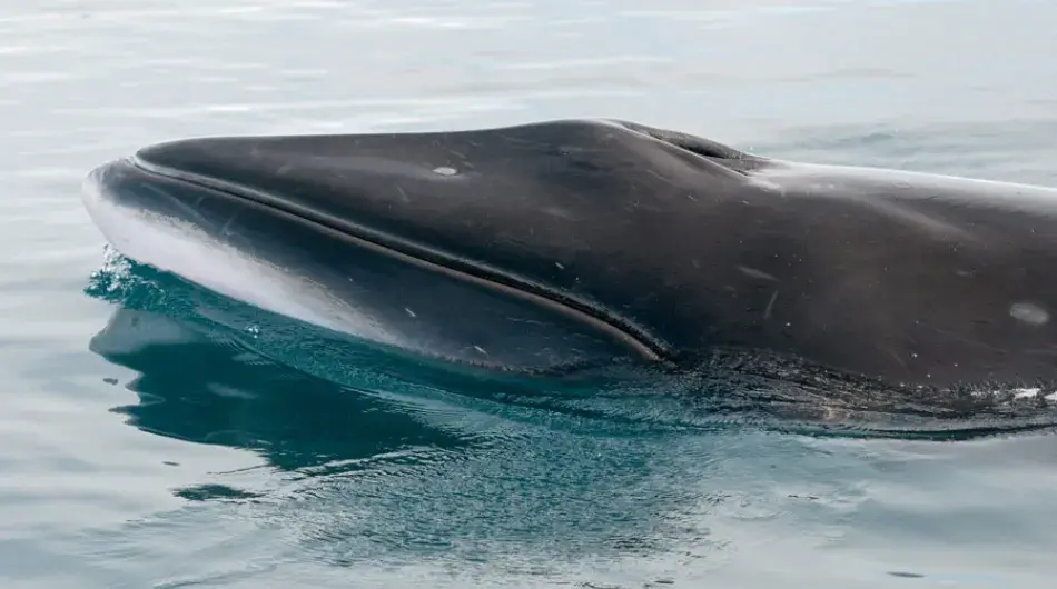 Minke-Whale-gallery