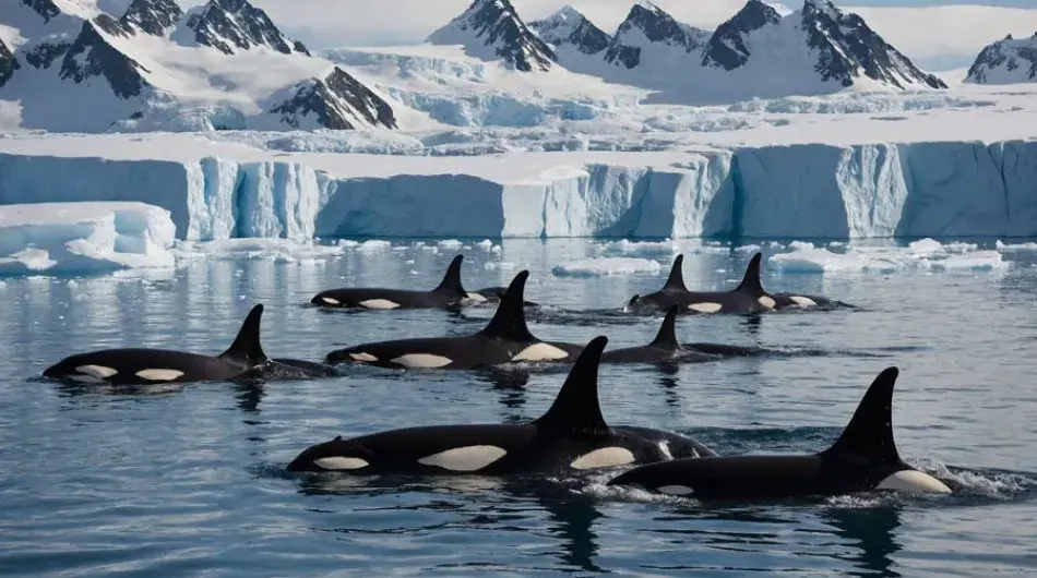 Formation of Orca Whales