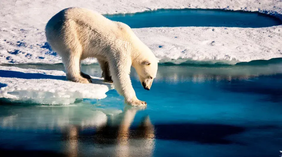 Polar-bear-stunning_SV_CA_NWP
