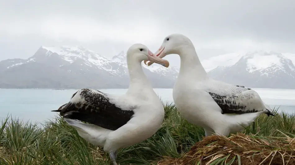 South Georgia Albatross