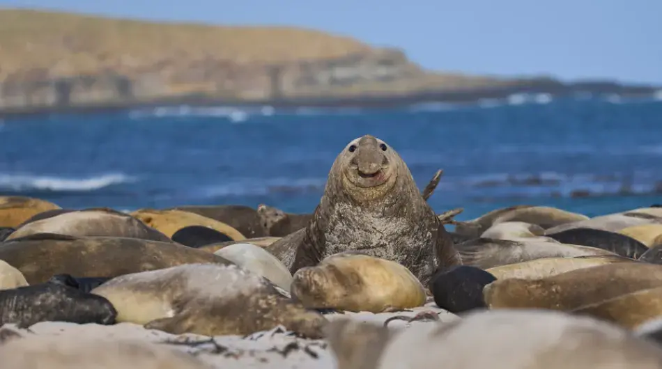 Southern Elephant Seal