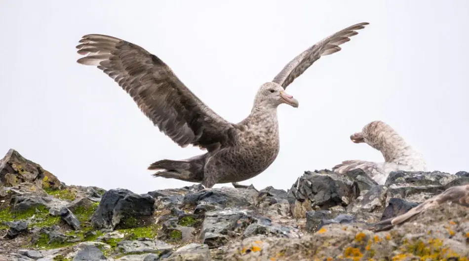 Southern-Giant-Petrel-gallery