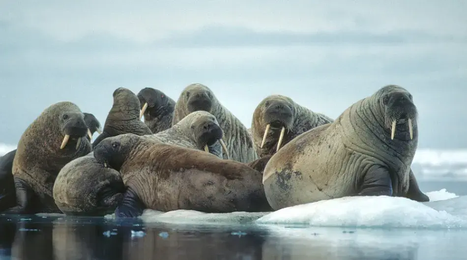 Walrus-herum-on-ice-flow_SV_G_CA