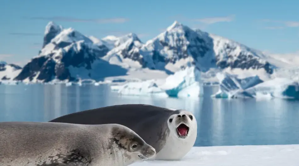 Weddell Seals