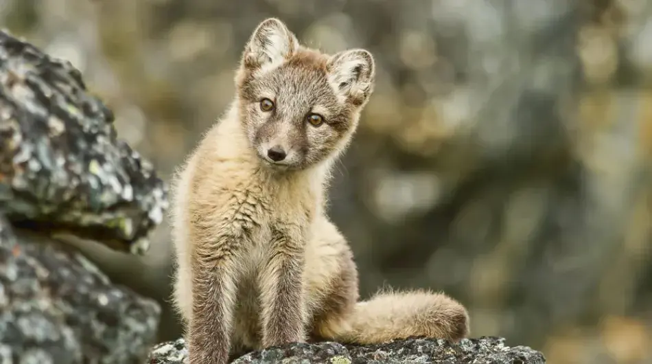 arctic-fox_G_SV_IC_CA_NWP