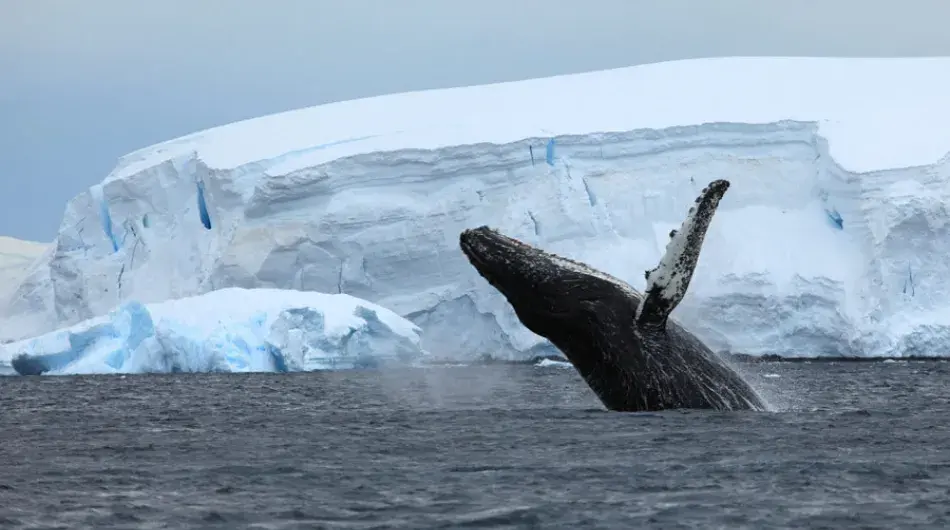 humpback-whale-antarctica