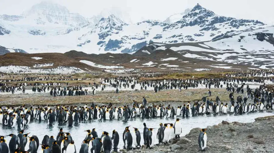 King Penguin Colony