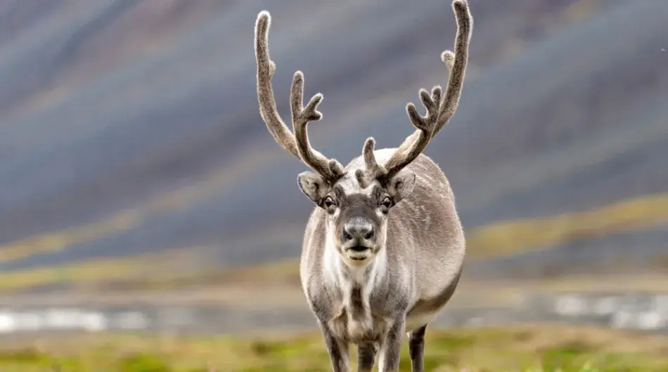 reindeer_G_SV_CA