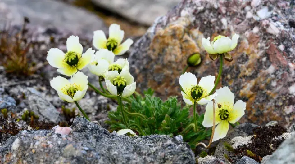 yellow-wildflowers-in-rocks_SV