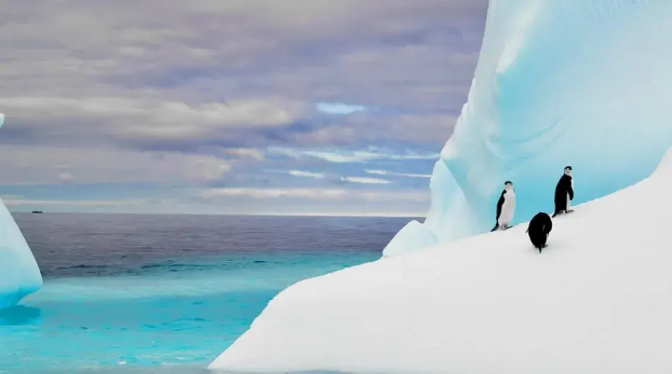 A Group of Penguins on the Ice in Antarctica on a cloudy day