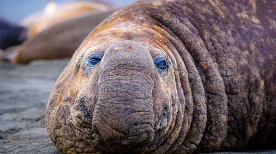 close up of the face of a male Elephant Seal on beach on South Georgia Island 