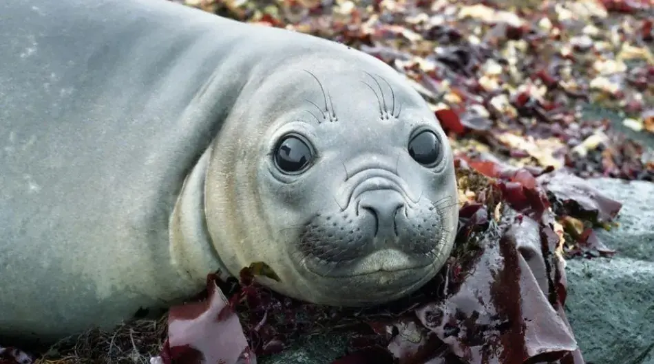 baby Elephant Seal among kelp on shore in South Georgia Island