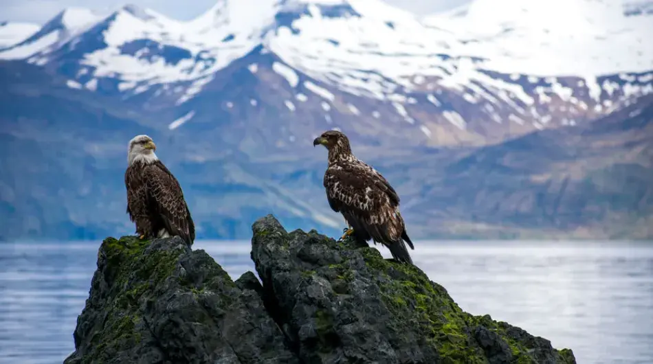 Bald Eagles in Alaska
