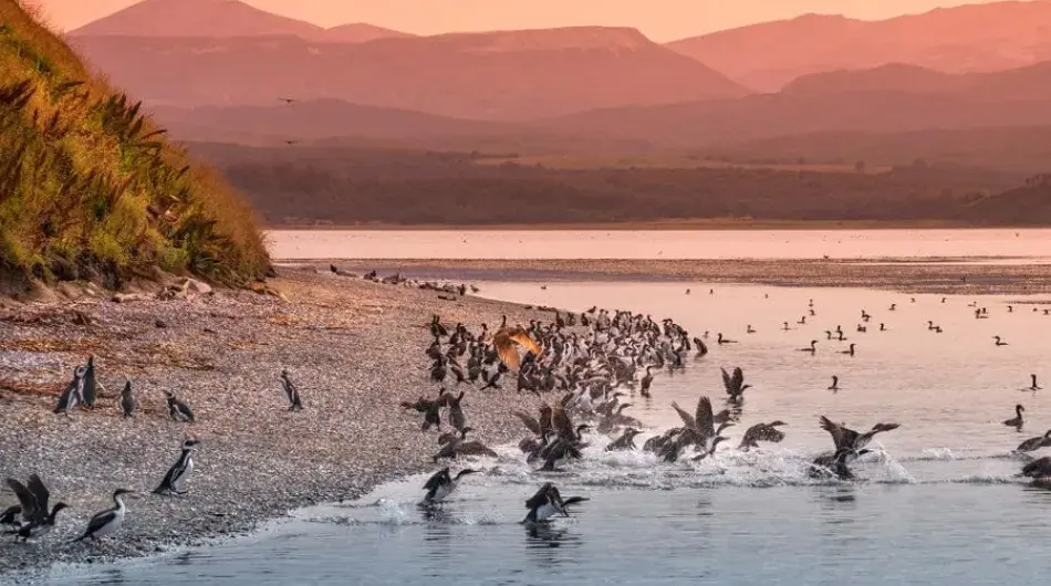 King cormorant colony in the beagle channel