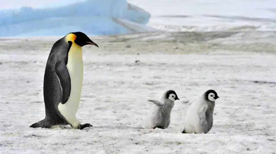 Emperor Penguin family on the ice in Antarctica