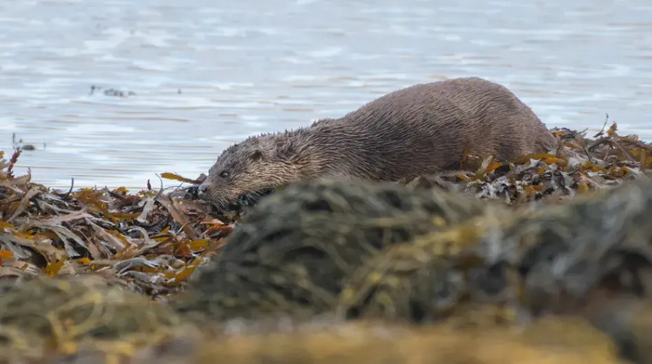 Eurasian otter in Norway