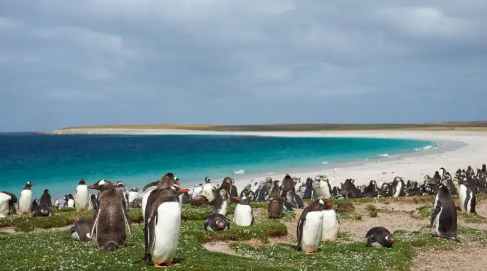 Gentoo Penguin colony near sandy beach with turquoise waters in Falkland Islands