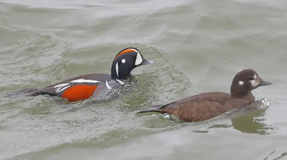 Harelquin Ducks