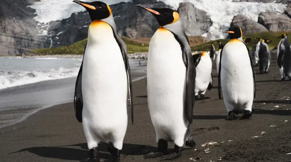 A couple of King Penguins trudging along the shore in South Georgia