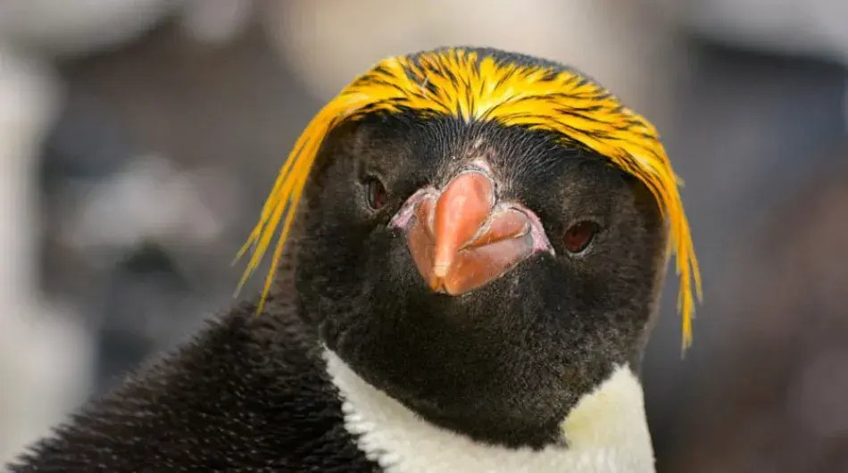 Macaroni Penguin in the Sub Antarctic Islands