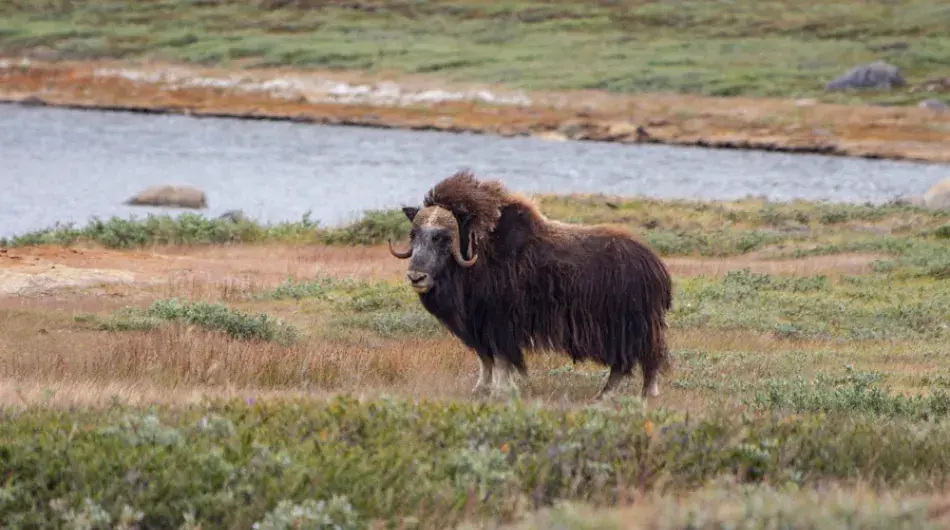 Musk Ox in Kagnerlussuaq Greenland
