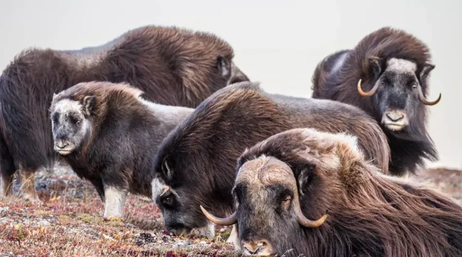 Musk Ox