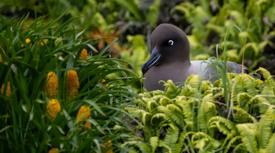Sooty Albatross in Campbell Island, Sub Antarctic Islands