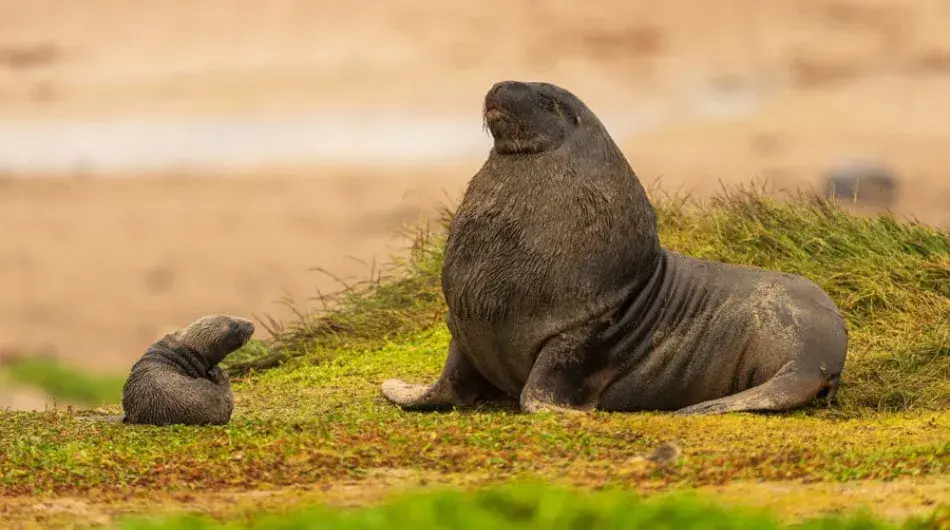 Sea Lions on Sub Antarctic Islands
