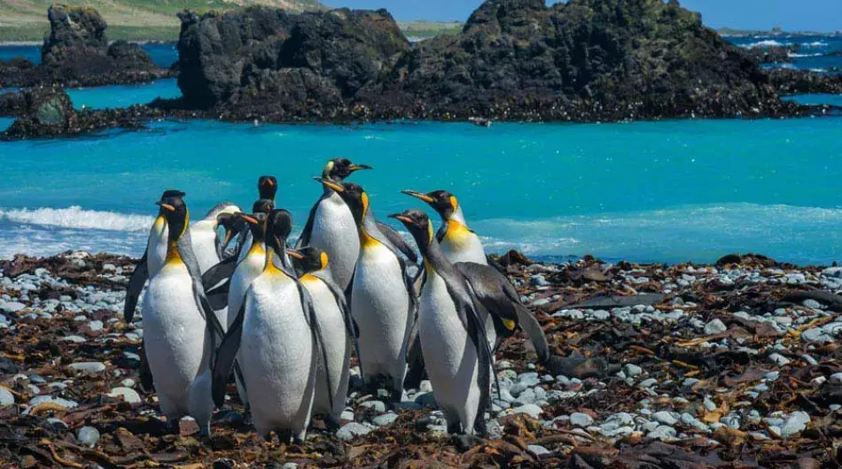 King Penguins on Macquarie Island, Sub Antarctic Islands