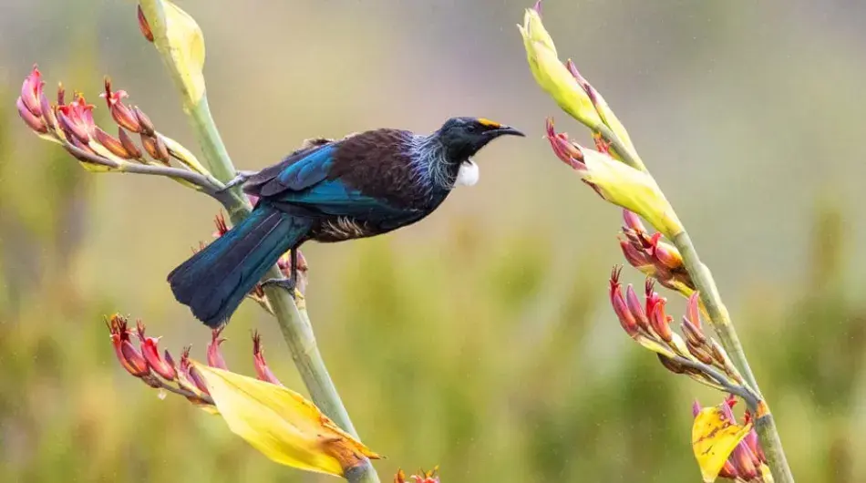 Tui Bird on Campbell Island, Sub Antarctic Islands