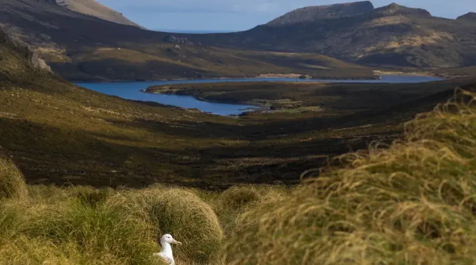 Royal Albatross in the Sub Antarctic Islands