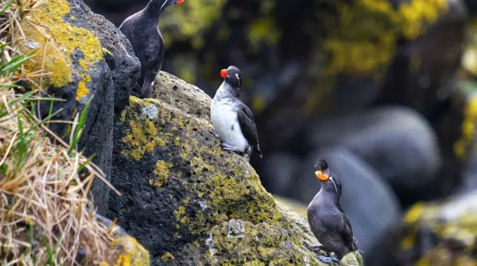 St Paul Island Auklets