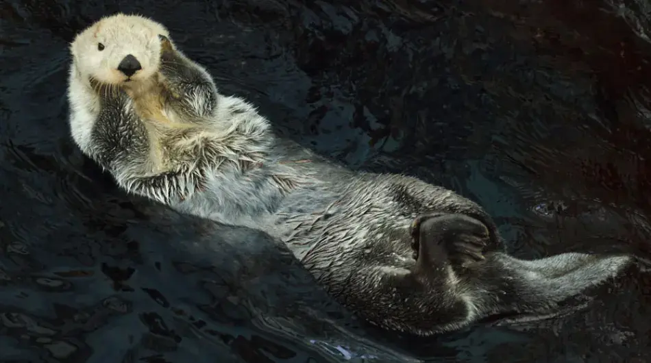 Sea Otter
