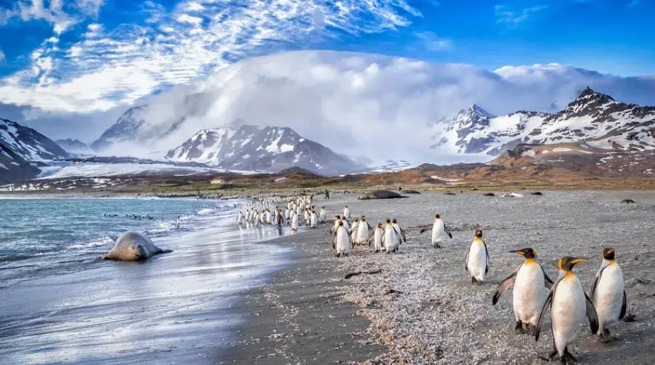 King Penguins in a row on pebbled beach in South Georgia Island with mountains in background