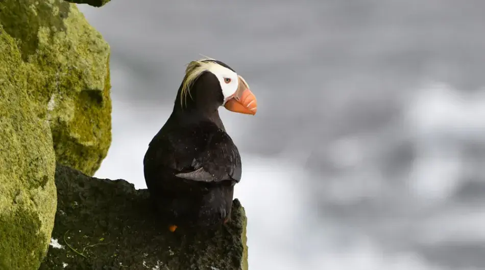 Tufted Puffin in Alaska