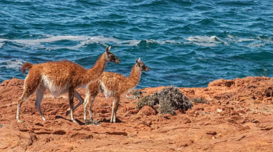 two guanacos cliffside in patagonia