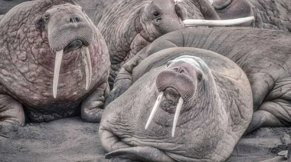Walruses on the Aleutian Islands